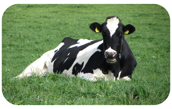 Holstein koe in de wei 