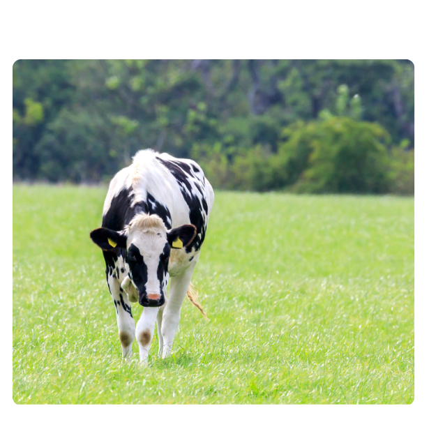 Holstein in de wei